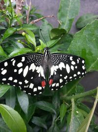 Close-up of butterfly on plant