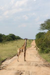 Giraffe standing on dirt road by grassy field at kruger national park