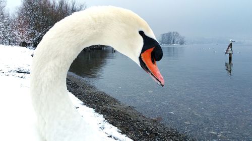 Close-up of swan in water