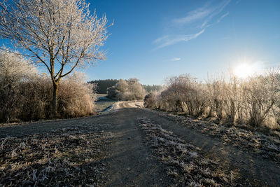 Road amidst bare trees against sky