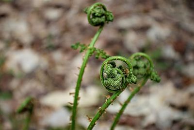 Close-up of fresh green plant