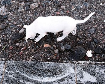 High angle view of two dogs on road