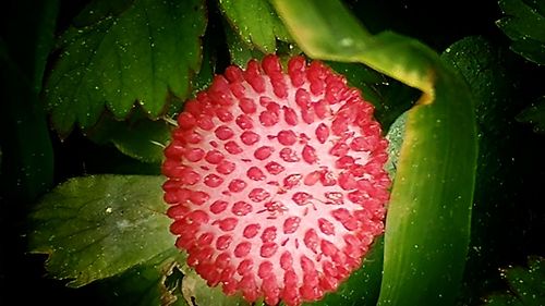 Close-up of water drops on pink flower
