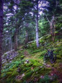 Trees in forest