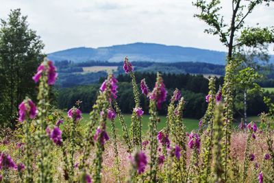 Close-up of flowers growing in field