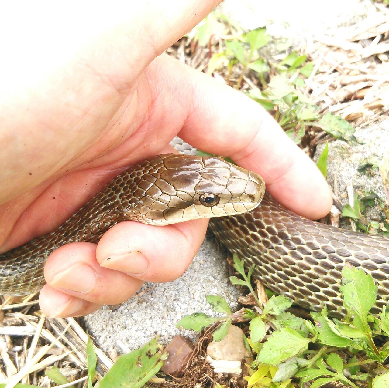 HIGH ANGLE VIEW OF A HAND HOLDING A LIZARD