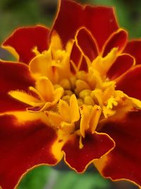 Close-up of yellow rose flower