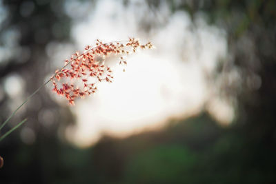 Close-up of cherry blossom on tree