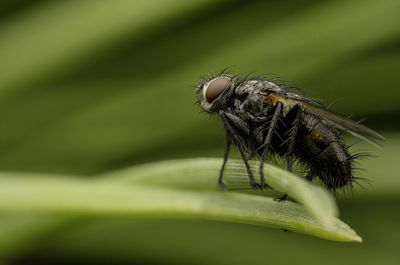 Close-up of fly on leaf