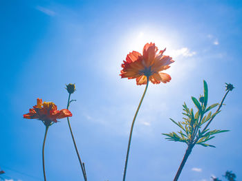 Low angle view of yellow flowering plant against sky