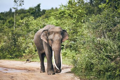 Elephant walking in forest