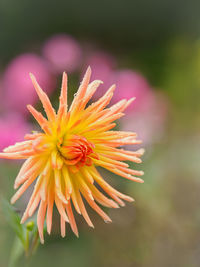 Close-up of orange flower