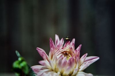 Close-up of pink flowers