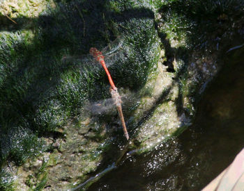 High angle view of person