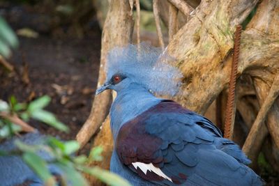 Close-up of bird