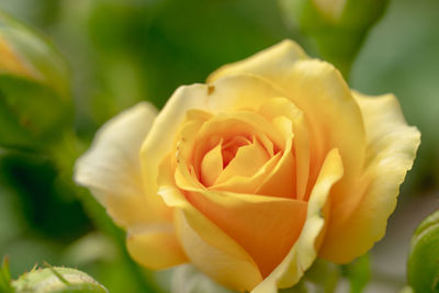 Close-up of rose flower