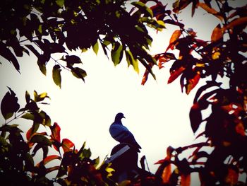 Low angle view of birds perching on tree against sky