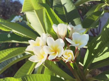 Close-up of white flowers
