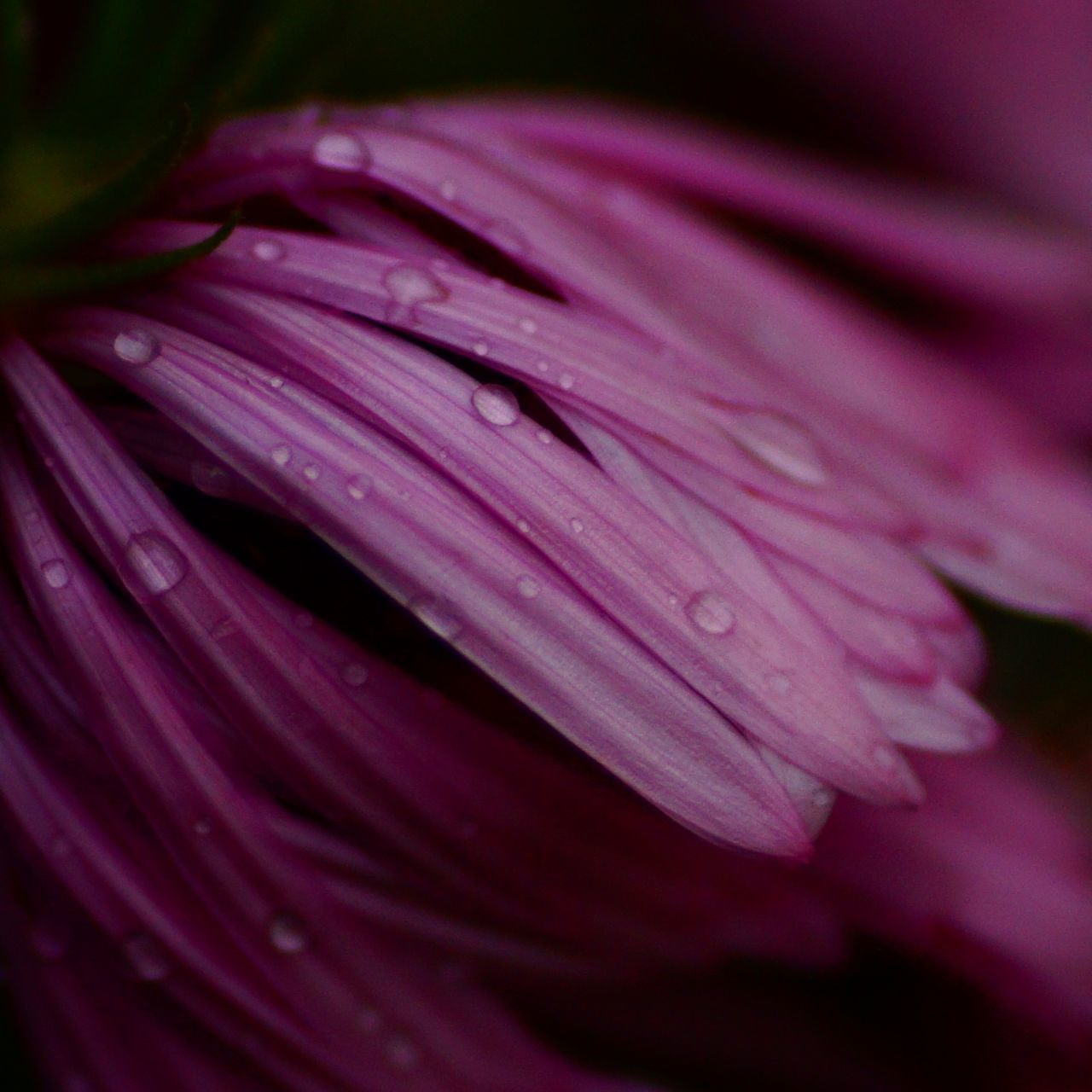 flower, freshness, fragility, petal, water, wet, drop, flower head, close-up, beauty in nature, selective focus, growth, rain, nature, weather, season, full frame, backgrounds, extreme close-up, springtime, pink color, single flower, macro, in bloom, dew, plant, day, purity, blooming, vibrant color, extreme close up