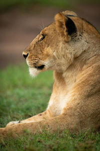 Close-up of lioness lying down in grass