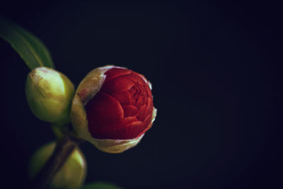 Close-up of flower over black background