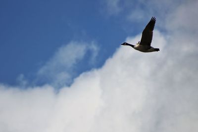 Low angle view of seagull flying in sky