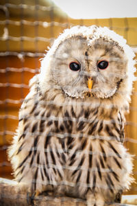 Close-up portrait of owl