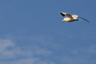 Low angle view of seagull flying against sky