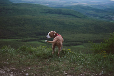 Full length of a dog on field