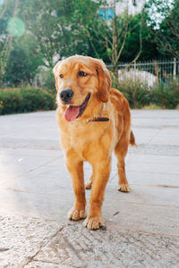 Portrait of golden retriever on footpath