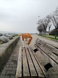 View of cat on footpath