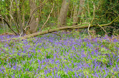 Purple flowering plants on field