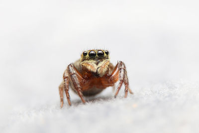 Close-up of spider