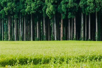 Trees growing on field