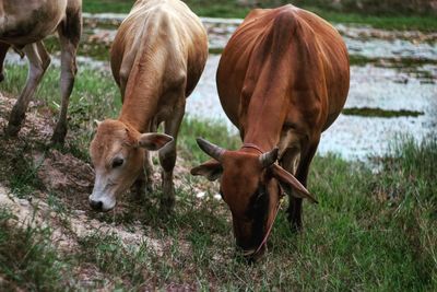 Cows on field