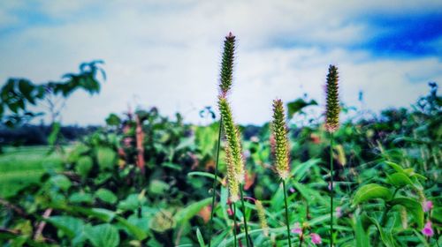 Close-up of fresh plants on field against sky