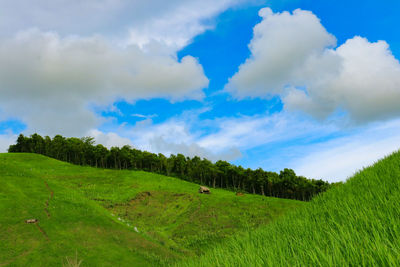 Scenic view of grassy field against sky