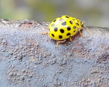 Close-up of insect