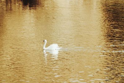 Swan swimming in lake