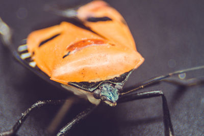 High angle view of fish on table