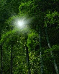 Low angle view of trees in forest against sky