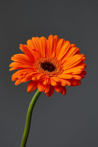 Close-up of orange daisy against black background