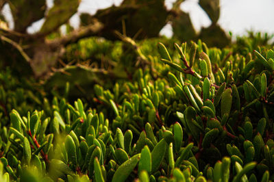 Close-up of fresh green plants