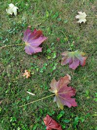 High angle view of autumn leaf on field