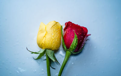 Close view of red rose flower during valentine day