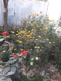 Close-up of yellow flowering plant on land