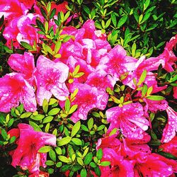 Close-up of pink flowers