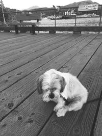 High angle view of dog on hardwood floor