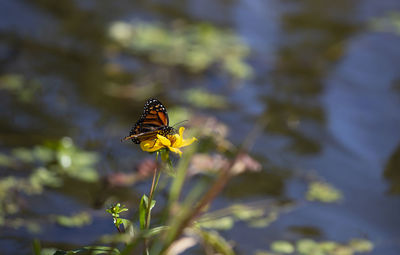 Monarch butterfly on a sunflower with water in the background during the autumn season