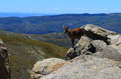 View of an animal on rock